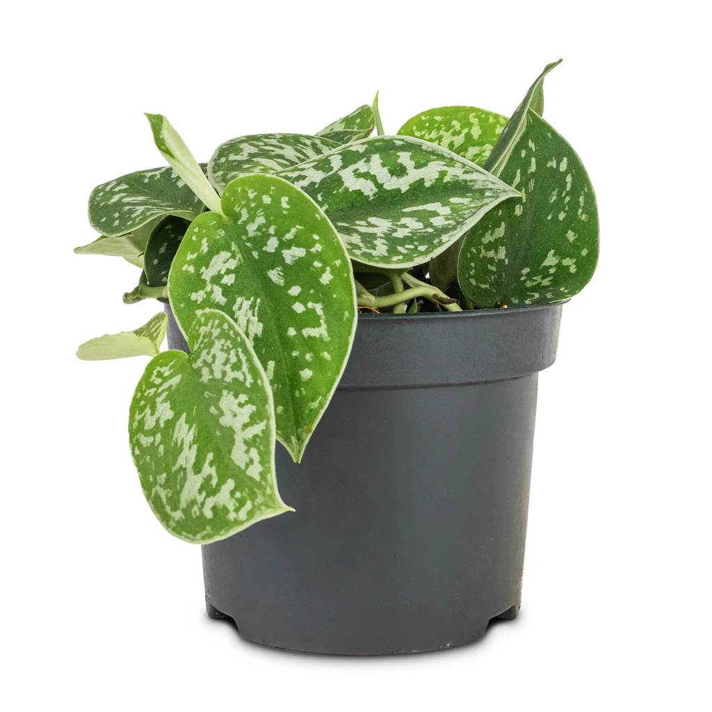 Pothos Argyraeus