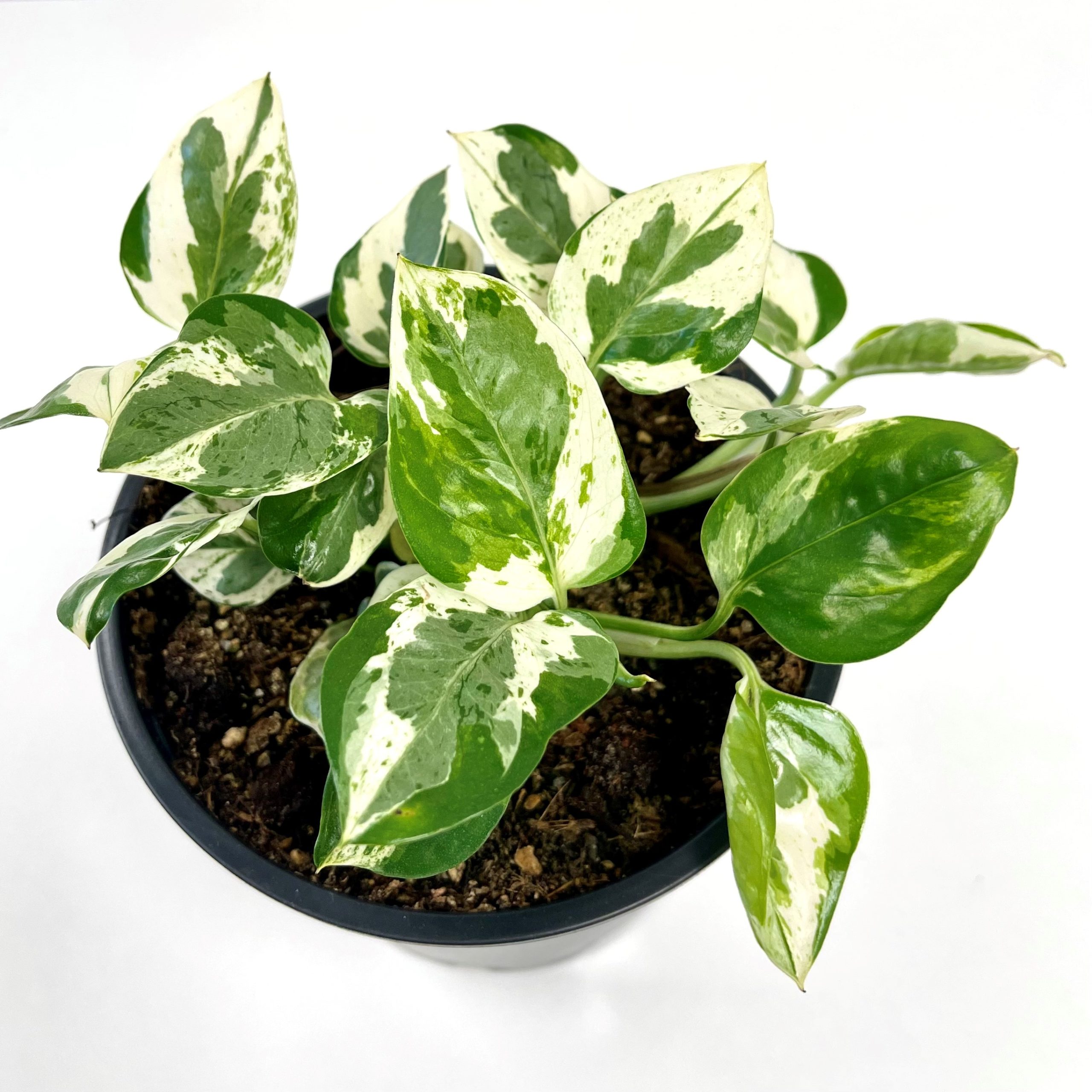 Pothos Glacier