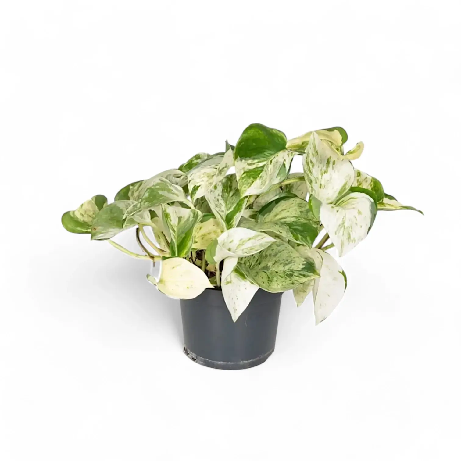 Pothos Happy Leaf