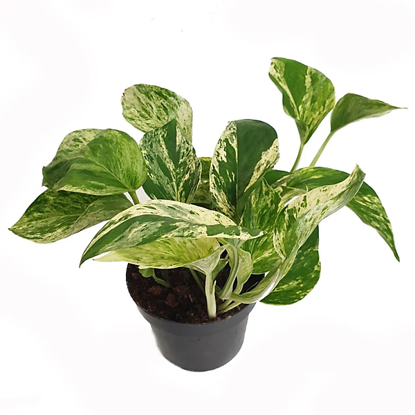 Pothos Marble Queen